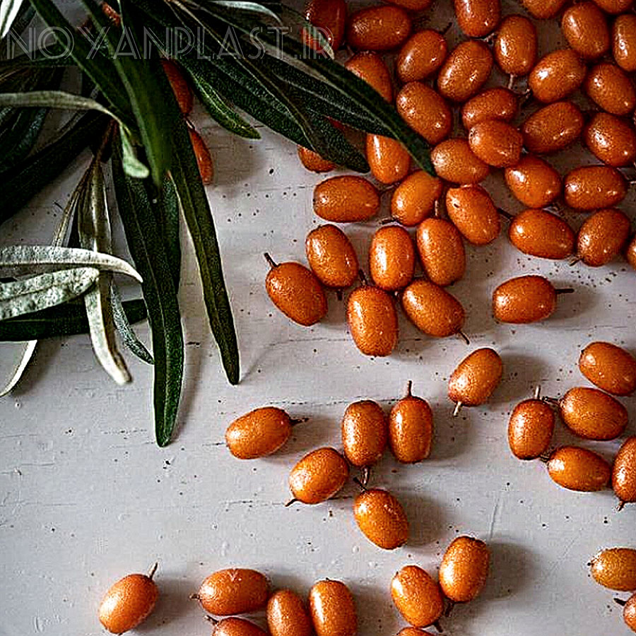 سبد میوخ سنجد