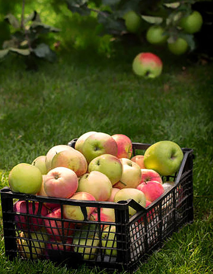 سبد میوه سیب