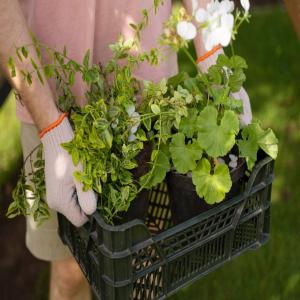 The most selling fruit basket in the world