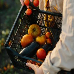Plastic fruit basket and everything you need to know!!?