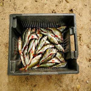 Fruit basket for the fishing industry