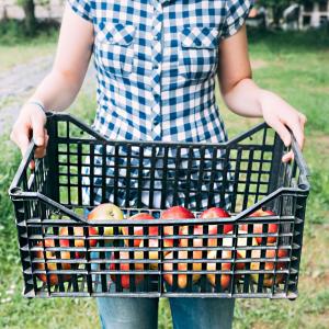 Apple fruit basket and its facts