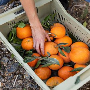 Colored fruits in families' fruit baskets